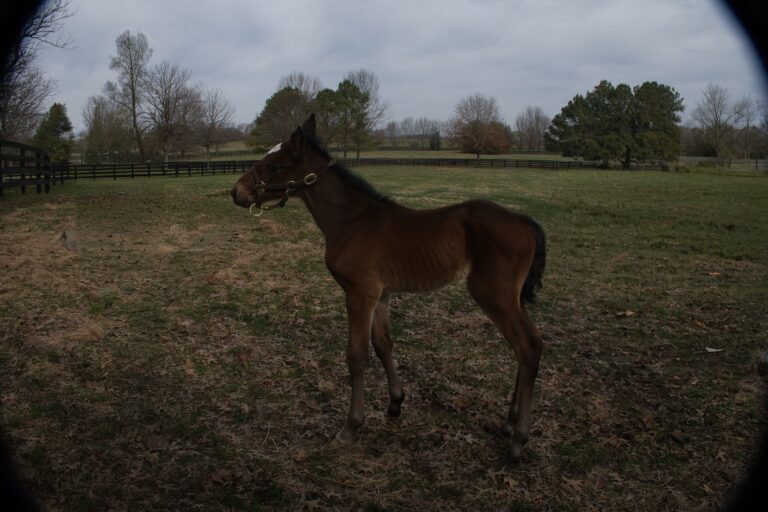 Gimpanzee X Vanessa J