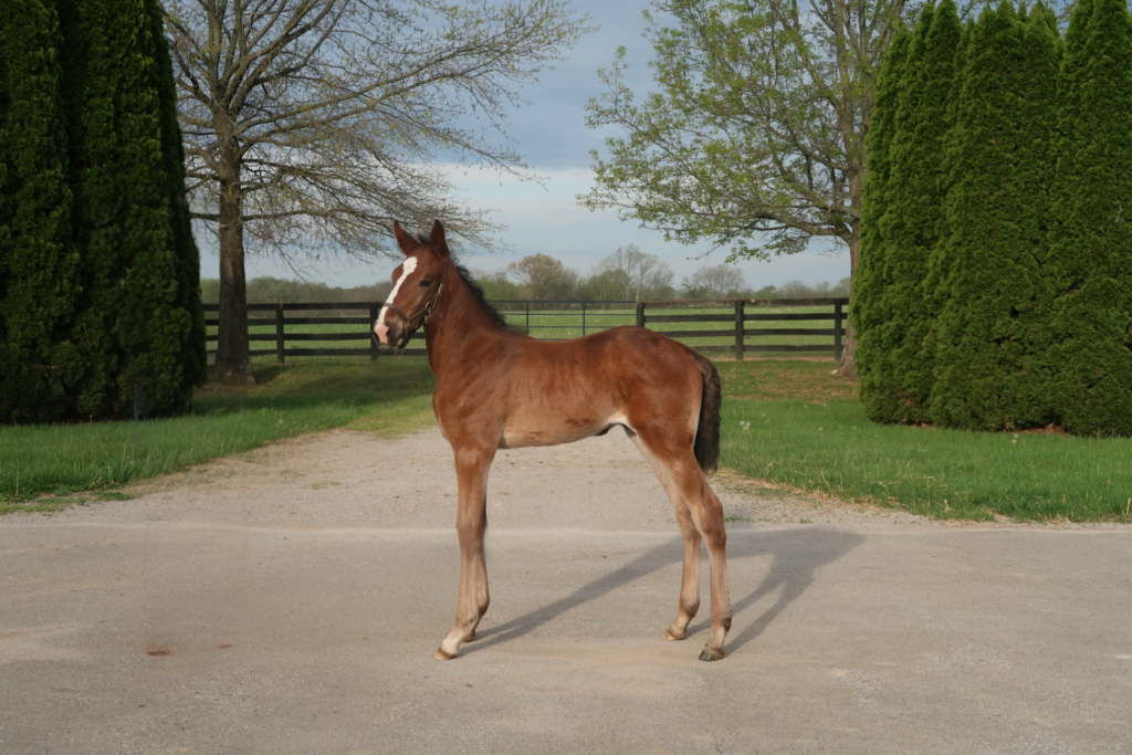 Muscle Hill X Midwind Dolce