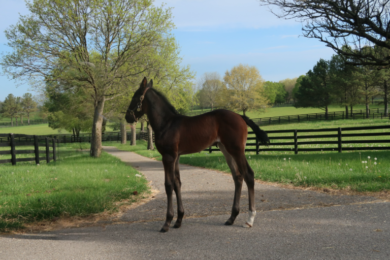 Chapter Seven X Miss Trixton