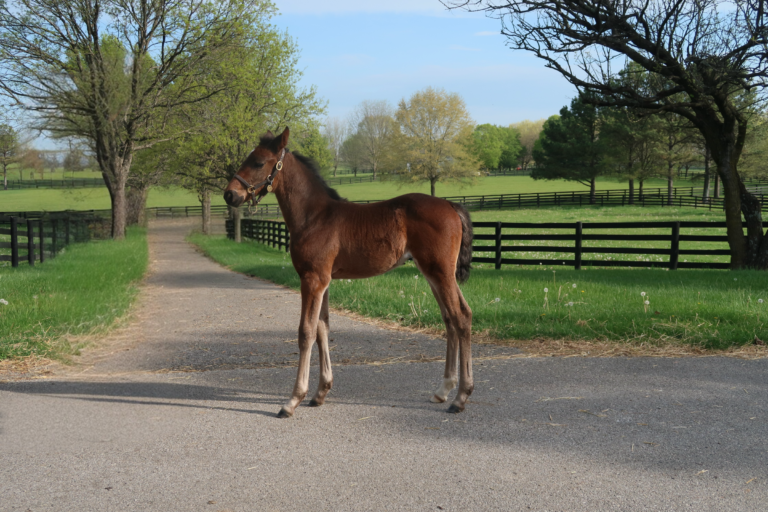 Googoo Gaagaa X R Lind