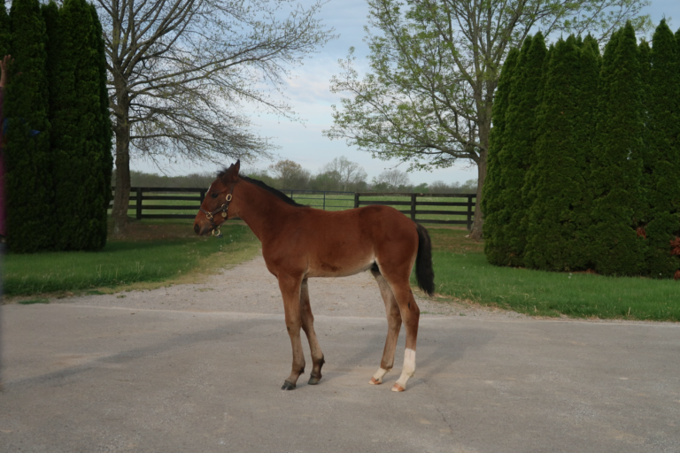 Gimpanzee X Semi Formal