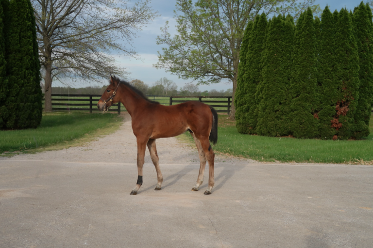 Walner X Goodtogo Hanover