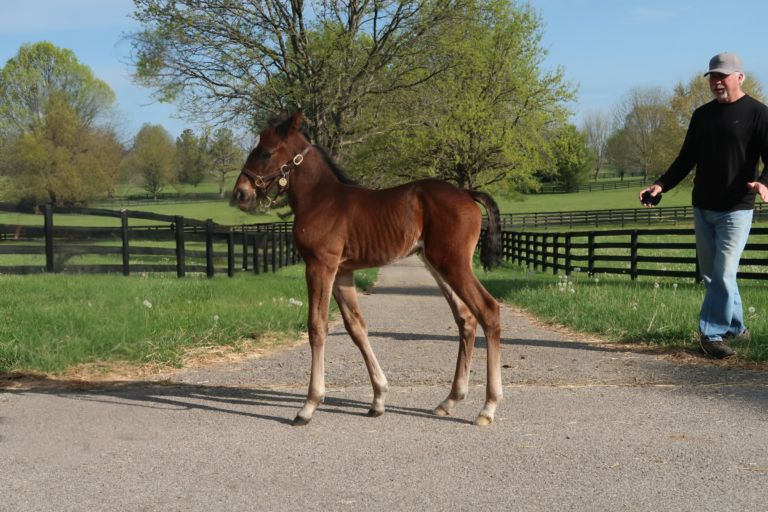 Chapter Seven X Insta Glam