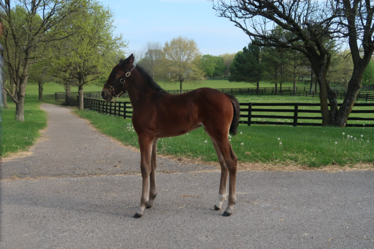 Gimpanzee X French Souffle