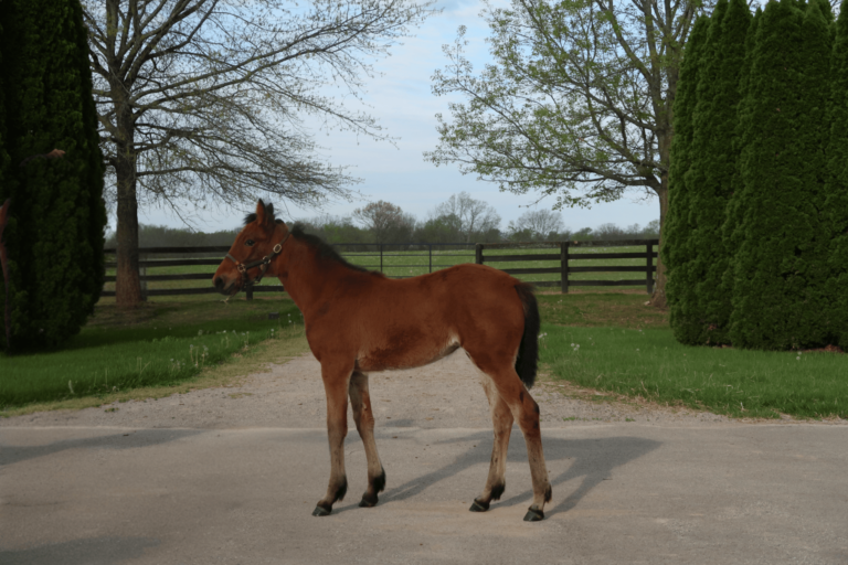 Volstead X Just Kountry