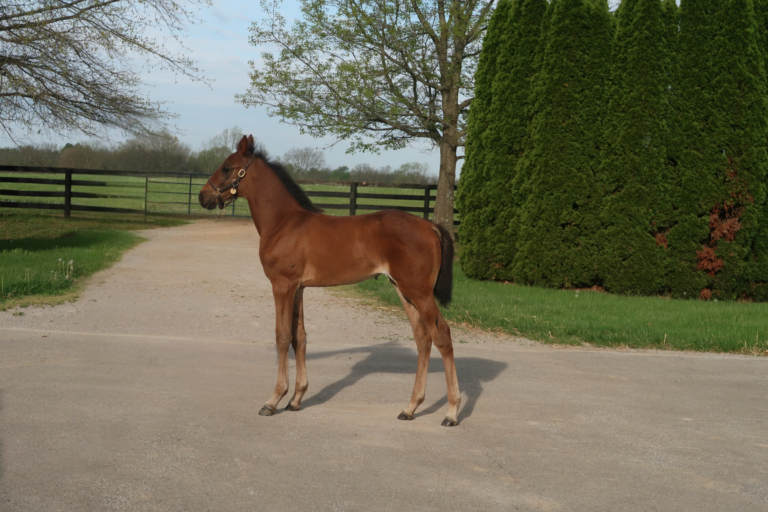 Captain Corey X Medley