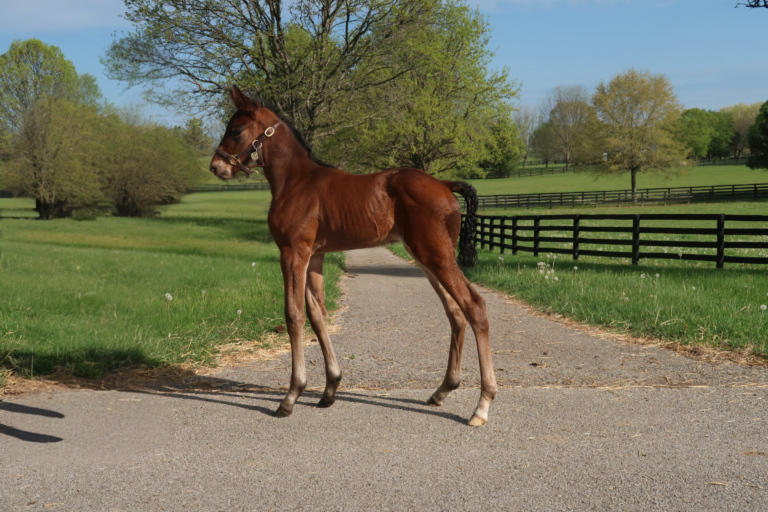 Chapter Seven X Bella Ava