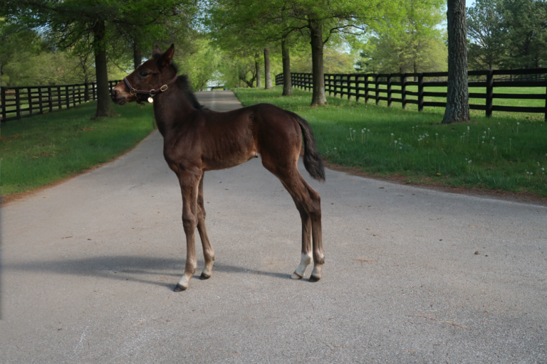 Tactical Landing X The Great Wall