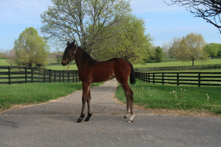 Chapter Seven X White Cheetah