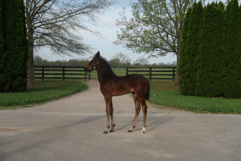 Tactical Landing X Windy Corner